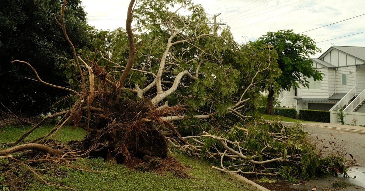 Cover Image for Storm-Felled Trees and Homeowners Insurance Claims